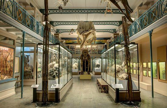 Museo de Historia Natural de Lille